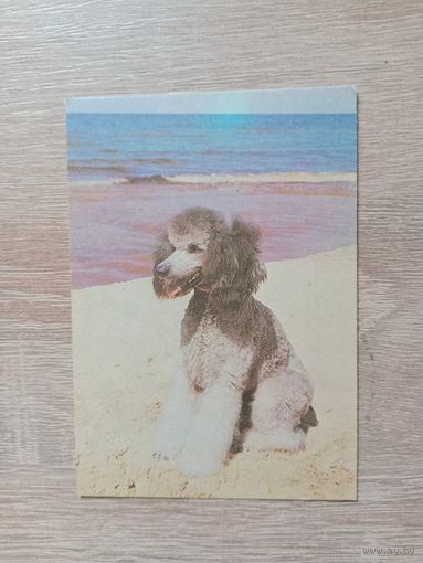 Календарик 1991