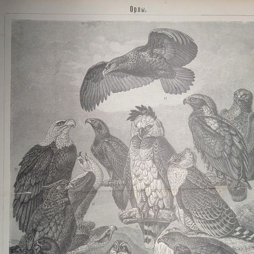 ОРЛЫ. Энциклопедическая гравюра СПБ конец 19века 30х24см. РАСПРОДАЖА КОЛЛЕКЦИИ.