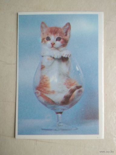 Карманный календарик. Кошки . 1996 год