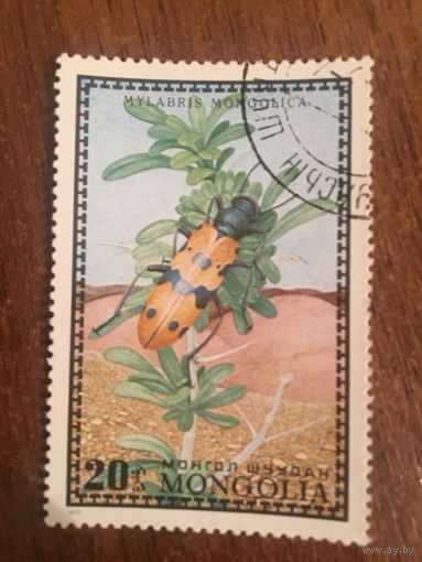 Монголия 1972. Жук. Mylabris Mongolica