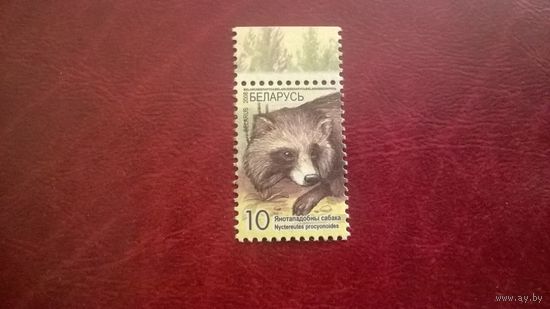 Енотовидная собака (стандарт) 2008 год Беларусь
