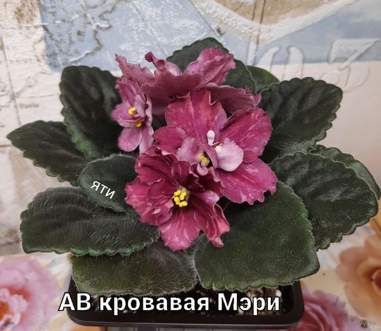 Фиалка АВ кровавая Мэри молодая розетка с фото