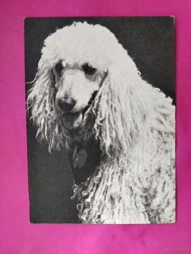 Пудель. Чистая. 1968 года. Фото Елисеева. 2164.