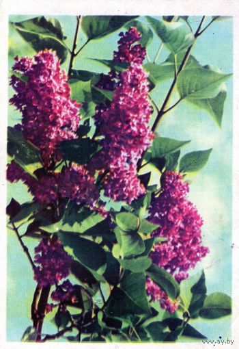 Открытка.Цветы.Сирень Шарль Жоли.Москва.1966