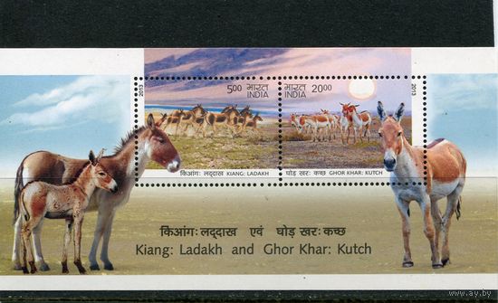 Индия. Фауна. Дикий осел. Блок