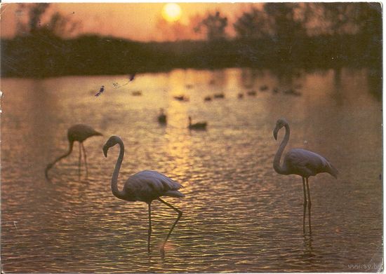 Открытка СССР. Папикьян. Фламинго. 1987