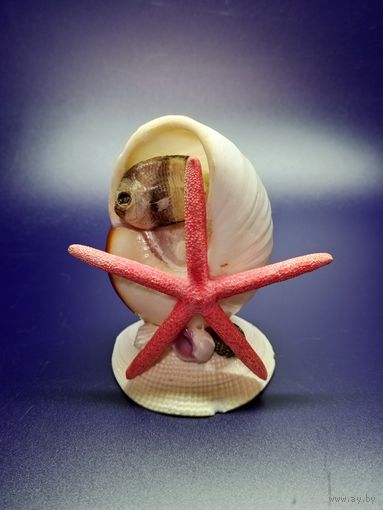 Сувенир из ракушек