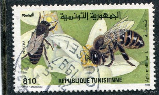 Тунис. Фауна. Пчела