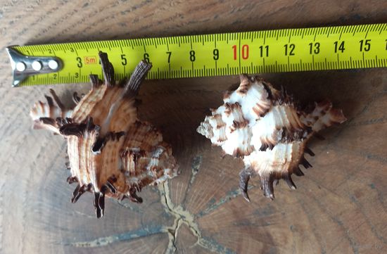 Ракушки Мурекс Индивия, 2 шт.