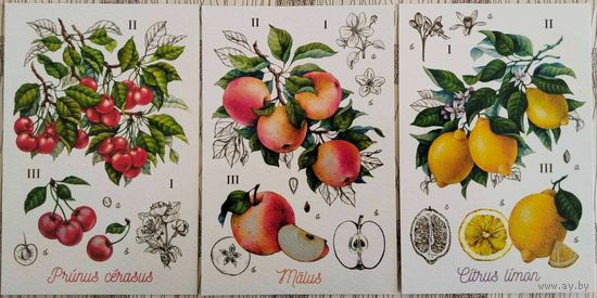 Вишня. Лимон. Яблоня. Ботаническая иллюстрация. Худ.Е.Михеева. Россия. 2018 г.