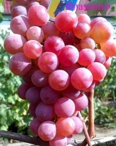 Виноград Минский взрослое растение