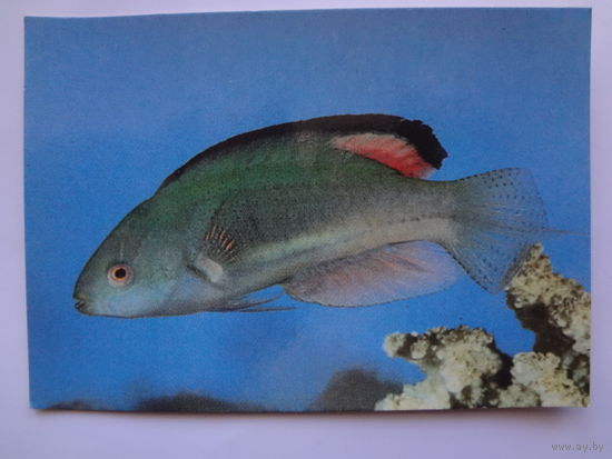 Календарик 1993 г.  Рыба.