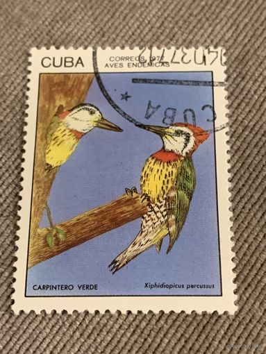 Куба 1977. Птицы. Дятел. Марка из серии
