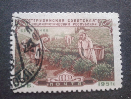 СССР 1951 Грузия, сбор чая