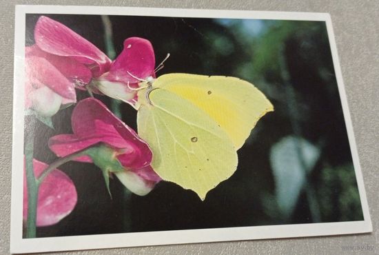 Посткроссинг. Открытка из Австрии: бабочка лимонница  (10х15). Прошла почту. Художественные марки, чёткий штемпель.