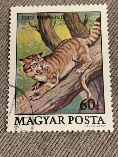 Венгрия 1979. Дикие кошки. Felis silvestris. Марка из серии