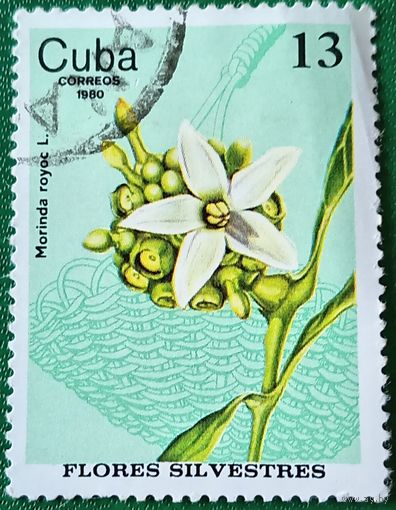 Куба 1980. Дикие цветы. Растение Моринда ройок