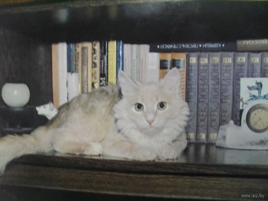 ЧИСТАЯ ПОЧТОВАЯ ОТКРЫТКА СССР."КОТ-КНИГОЛЮБ". КОТЫ. фото А. КОНДРАТЬЕВА