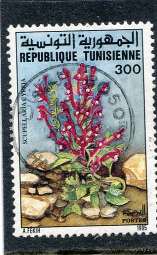 Тунис. Флора. Цветы