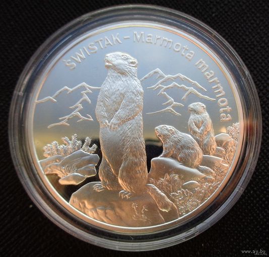 20 злотых 2006 Польша! Всемирная природа - Сурок! Серебро 925 пробы 28,28 грамм 0,841 унции! ОБМЕН!