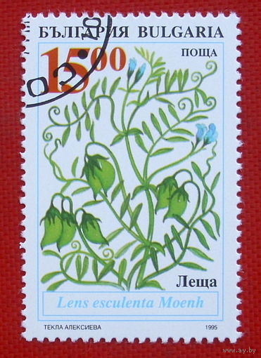 Болгария. Флора. ( 1 марка ) 1995 года.