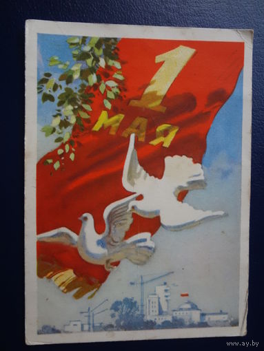 1 мая.  1957 г.  Новостойки, голуби.