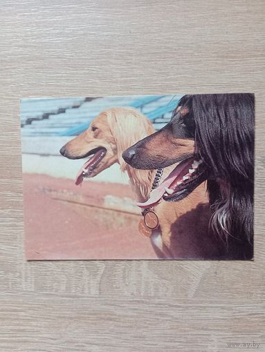 Календарик 1993