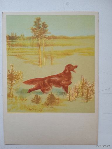 1958. охота. Курдов. Красный сеттер