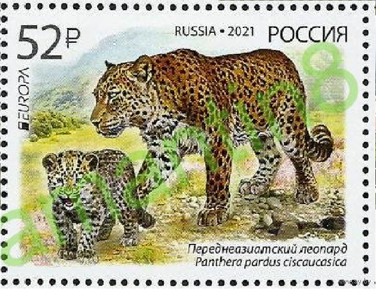 Россия-2021, 2722. Переднеазиатский леопард. Исчезающие виды животных. Фауна Европа. Марка**\\ЛЕ
