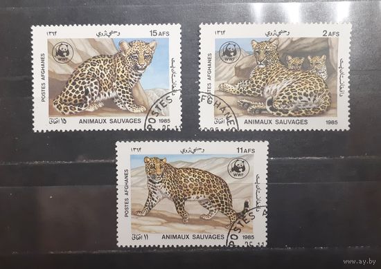 Афганистан. 1985 год. Фауна. Дикие кошки (712)