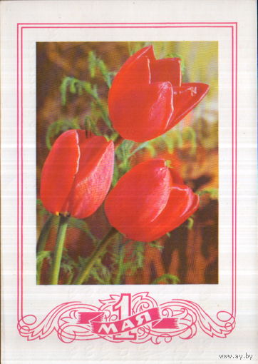 Подписанная открытка 1975г. "1 Мая. Тюльпаны" фото Г. Костенко, худ. Ю. Лукьянов