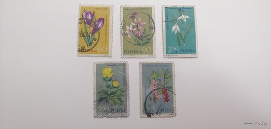 Польша 1962. Цветы под защитой