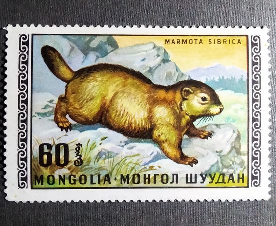 Марка Монголия 1972 год Дикие животные