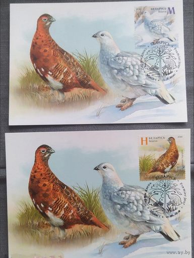 Белая куропатка. Картмаксимум "Летний период, зимний период", матовые. Беларусь, 2020