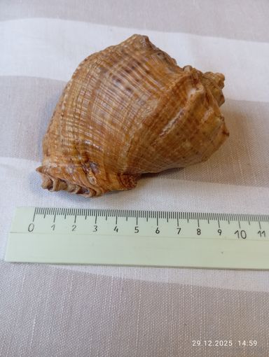 Раковина морская Турция 1979 г