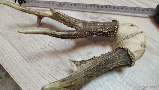 Рога на стену, или для ручки ножа. Почта за Ваш счёт.