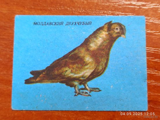 Спичечная этикетка Молдавский двухчубый голубь