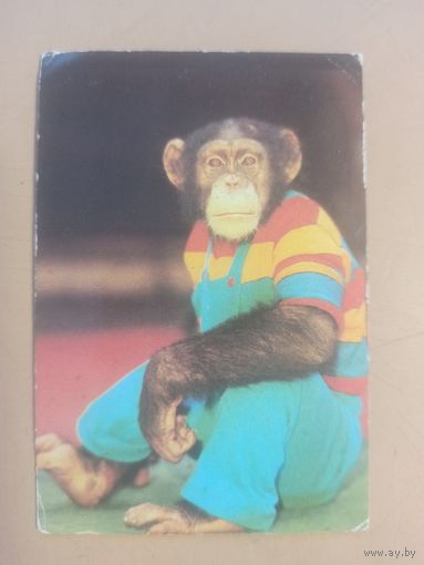 Календарь 1984/3