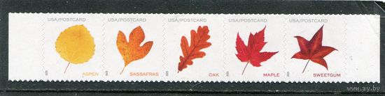 США. Стандарт. Флора. Листья деревьев. Сцепка
