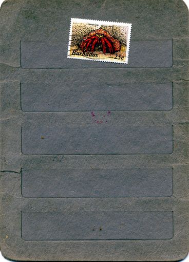 БАРБАДОС, ФАУНА, 1м гашен