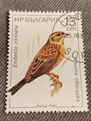 Болгария 1987. Птицы. Emberiza citrinella. Марка из серии
