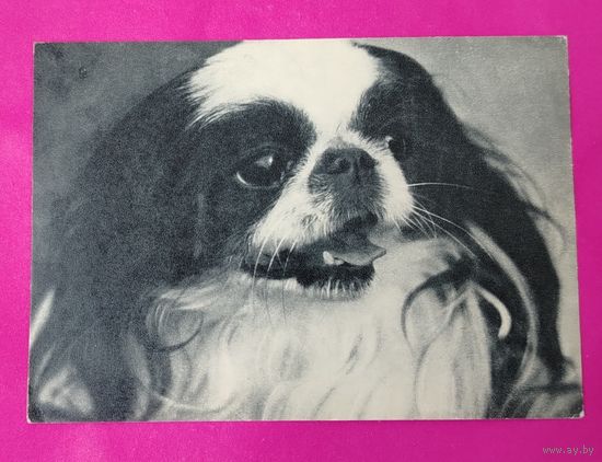 Японский хин. Чистая. 1968 года. Фото Елисеева. 1142.