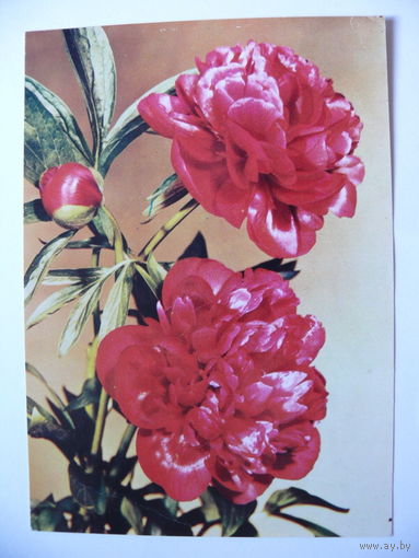 Открытка поздравительная, Цветы (5), 1969, ГДР, подписана.