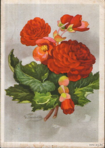 Подписанная открытка 1964г. "Бегония "Песнь Москве" худ. И. Романов