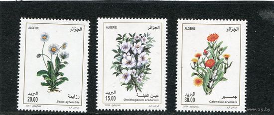 Алжир. Флора. Цветы