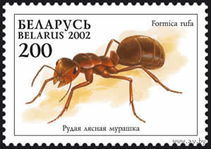 Беларусь   2002 Рыжий лесной муравей