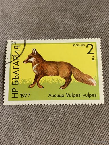 Болгария 1977. Фауна. Vulpes vulpes. Марка из серии