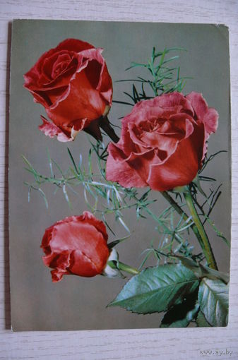 Розы, 1972, подписана, изд. Берлин.