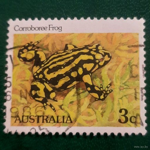 Австралия. Фауна. Corroboree Frog