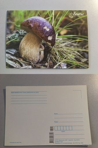 Открытка Беларусь. Гриб. 2023 год